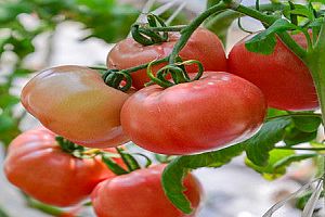 西红柿能预防前列腺癌吗